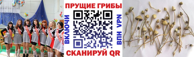 Псилоцибиновые грибы ЛСД  маркетплейс официальный сайт  Данков 